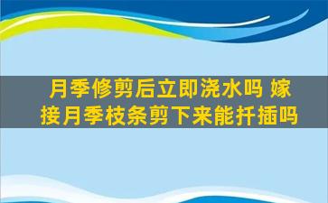 月季修剪后立即浇水吗 嫁接月季枝条剪下来能扦插吗